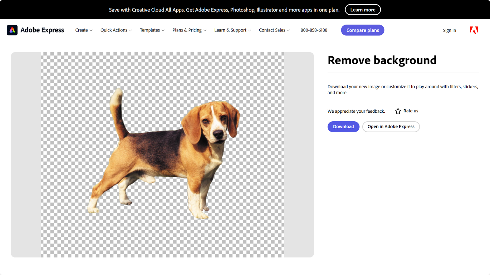 Remove a dog's background on Adobe Express